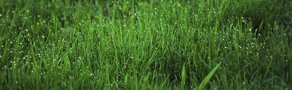 grass.jpg grass.jpg
